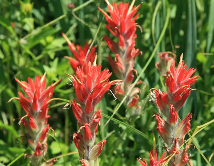 Types of Wildflowers