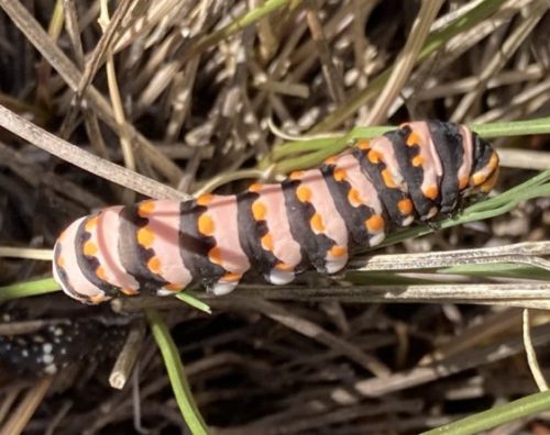 Indra Swallowtail Caterpillar