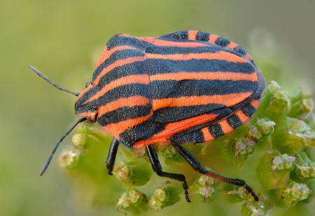 Red Bugs with Black Spots