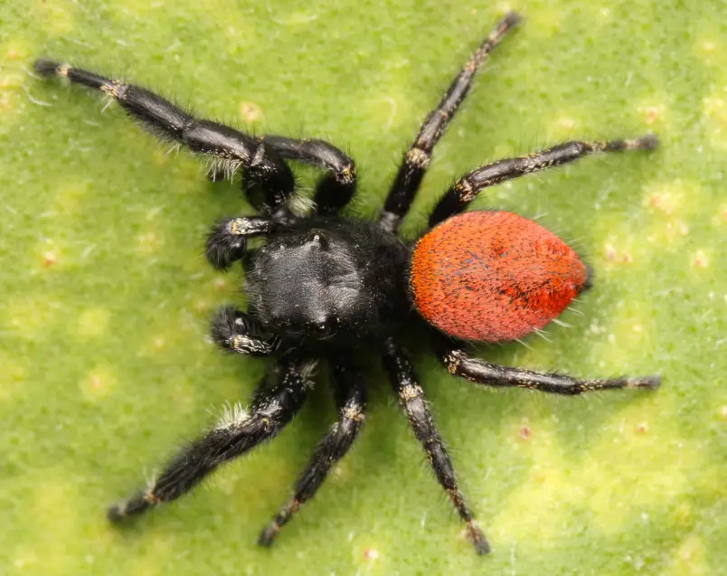 Tiny Red Spiders