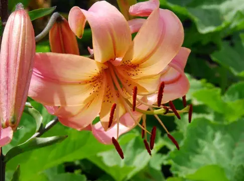 Lilium Salmon Twinkle