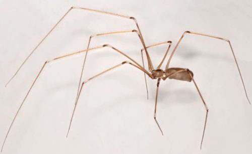 Long-Bodied Cellar Spider