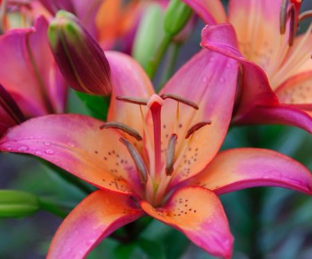 Pink Lily Flowers