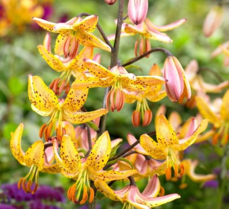 Yellow Lily Flowers