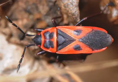 Mediterranean Red Bug (Scantius aegyptius)