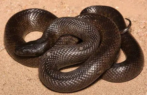 Mexican black king snake (Lampropeltis getula nigrita)