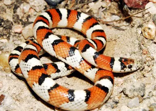 Milk snake (Lampropeltis gentilis)