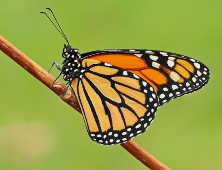 Butterflies of Ohio