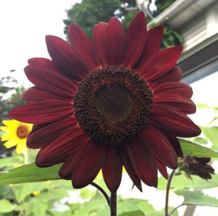 Red Sunflowers