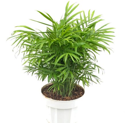 Neanthe Bella Palm Growing and Caring Guide - Own Yard Life