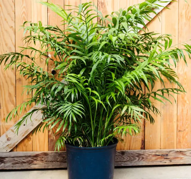 Neanthe Bella Palm Growing and Caring Guide Own Yard Life