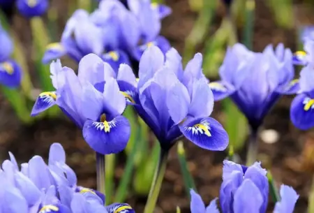 18 Types of Purple Bulb Flowers with Pictures - Own Yard Life