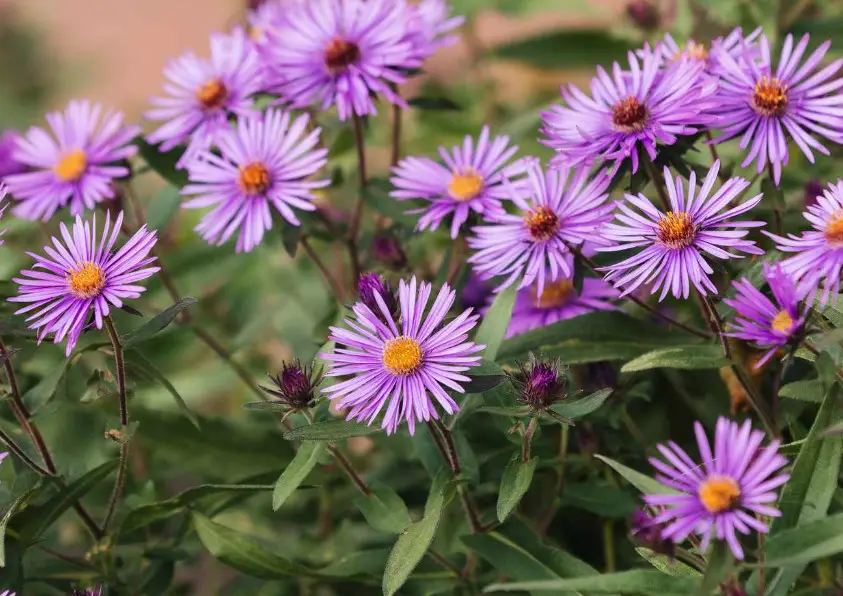 New England Aster