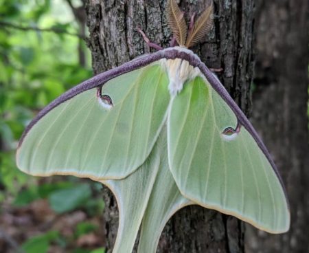 Large Moths in Texas