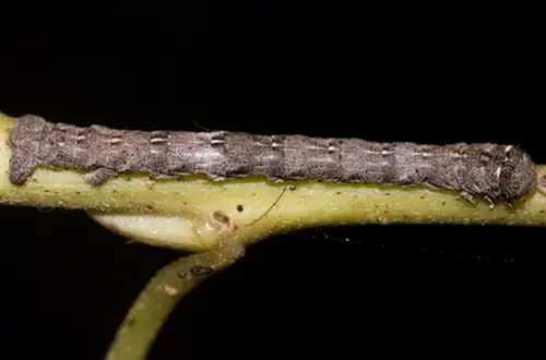 One-Spotted Variant caterpillar