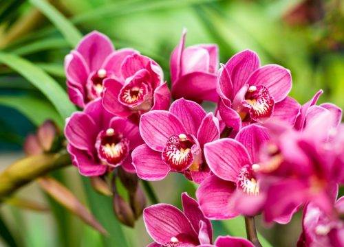 Orchid (Orchidaceae)