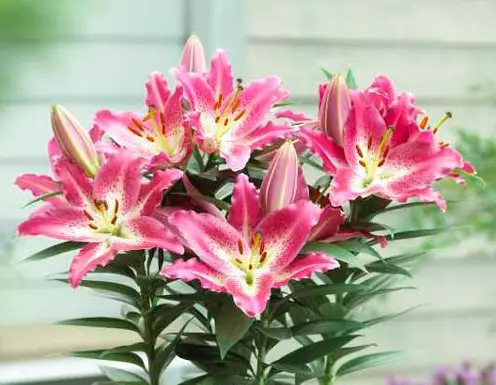 Oriental Lily Entertainer