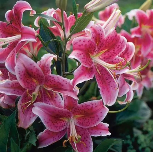Oriental Lily (Lilium)