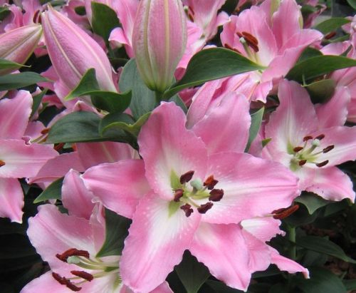 Oriental Lily (Lilium Souvenir)