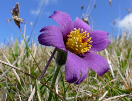 Purple and Yellow Flowers