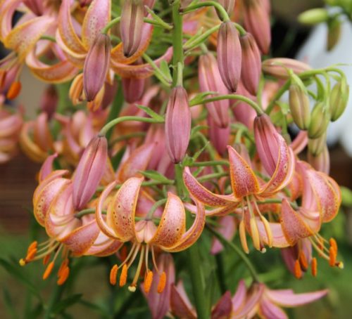 Pink Morning Martagon Lily