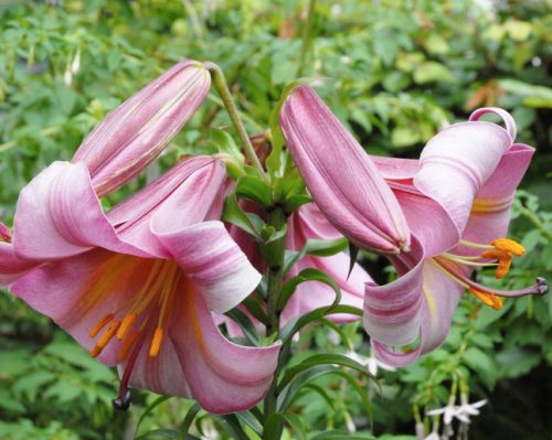 Pink Perfection Trumpet Lily