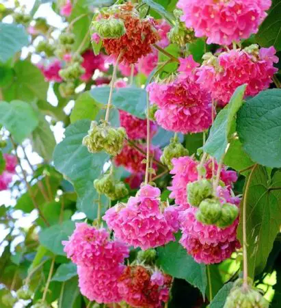 Pink Snowball Tree: Growing and Caring Guide