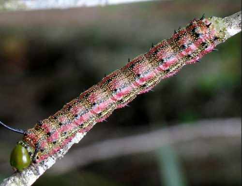 Pink-Striped Oakworm
