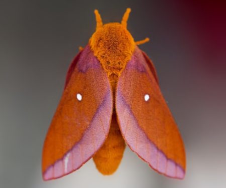 Pink-Striped Oakworm Moth