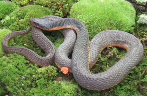 Plain-bellied Water Snake (Nerodia erythrogaster)
