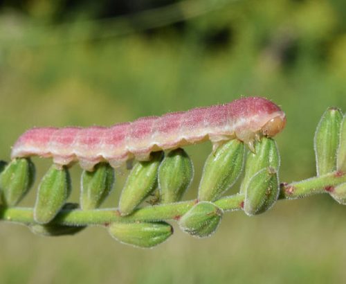 Primrose Moth Caterpillar