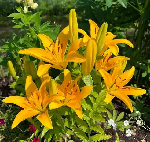 Prunotto Yellow Lily