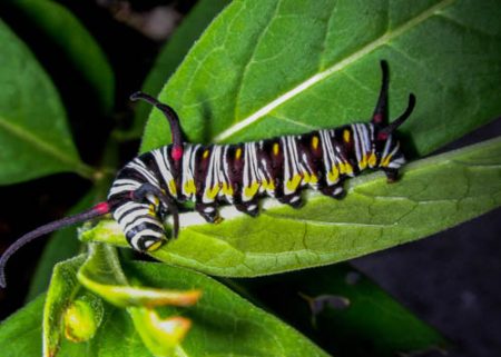 Caterpillars in Utah