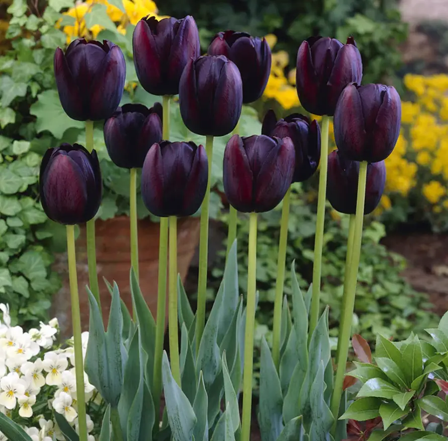 18 Types of Purple Bulb Flowers with Pictures - Own Yard Life