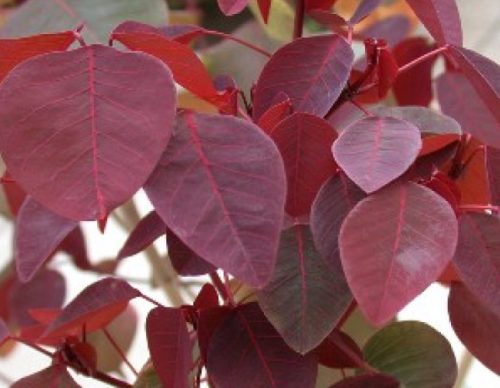 Red-Leaf Euphorbia