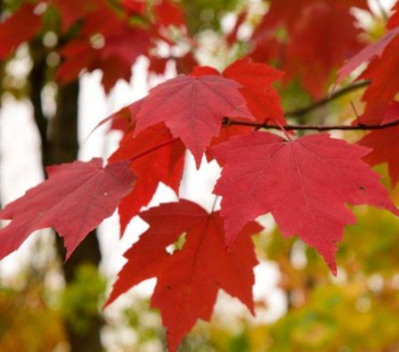 Trees with Red Leaves