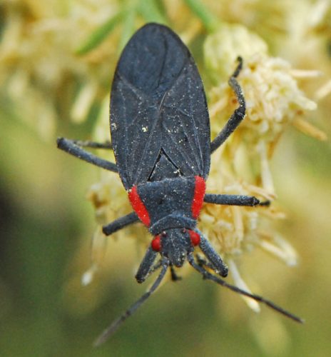Red-Shouldered Bug (Jadera haematoloma)