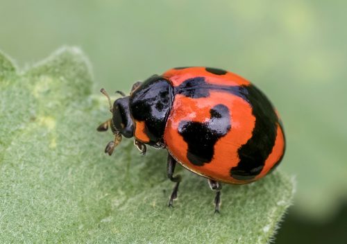 Red and Black Ladybugs (Coccinellidae)