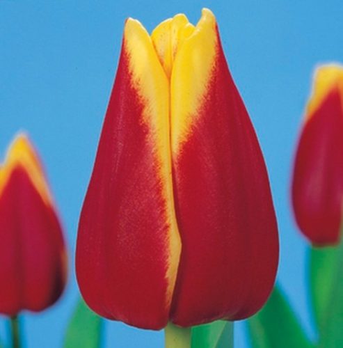Reputation tulip