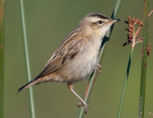 25 Small Birds With Long Beaks with Pictures - Own Yard Life