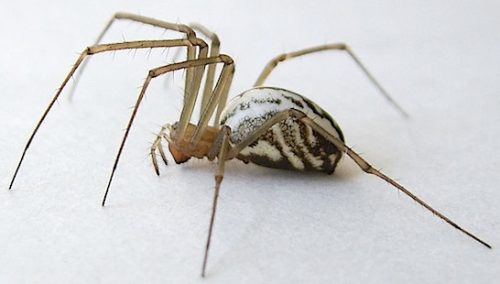 Sierra Dome Spider