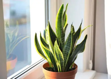 indoor plants for direct sunlight