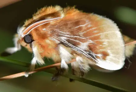 Moths of New Mexico