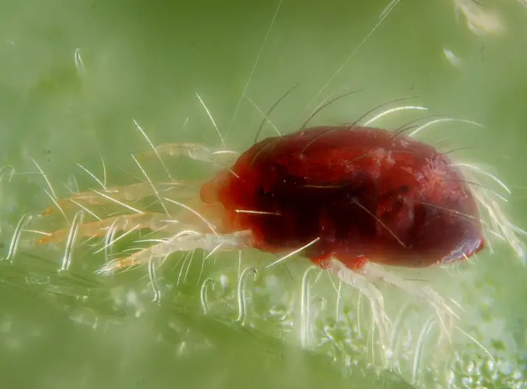 Tiny Bugs in Florida