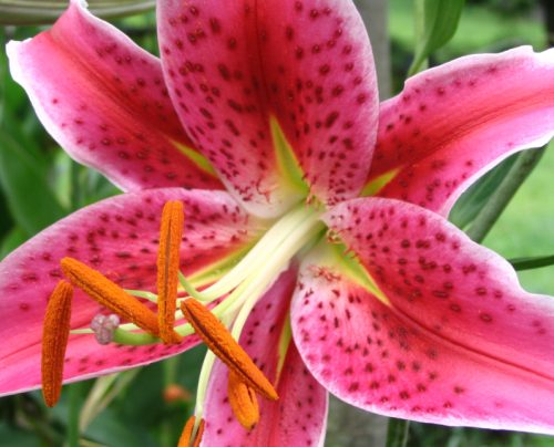 Stargazer Oriental Lily