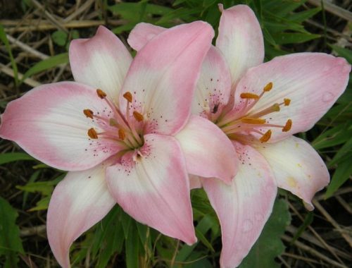 Tiny Todd Asiatic lily