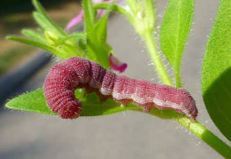 Pink Caterpillars