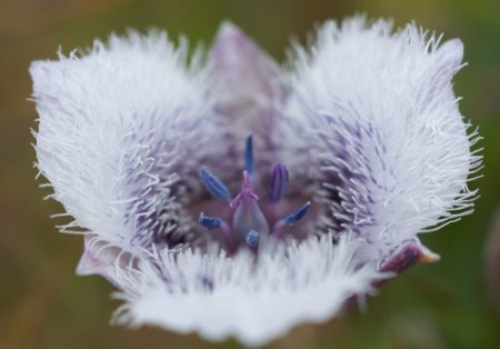 Flowers That Look Like Cats