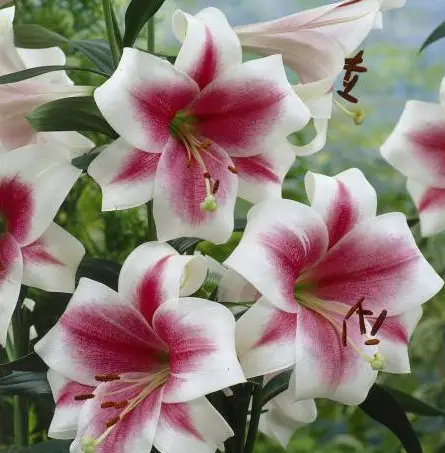 Triumphator Longiflorum Oriental Lily