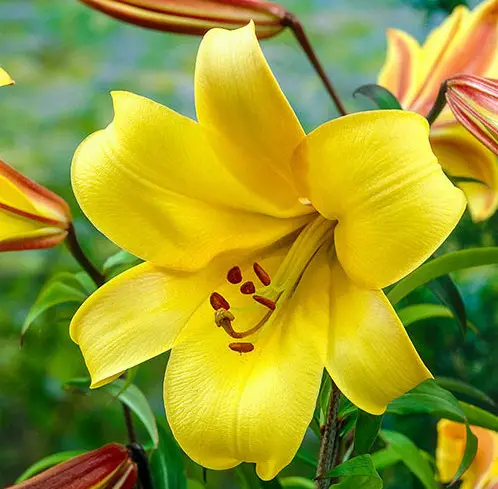 Trumpet Yellow Lily